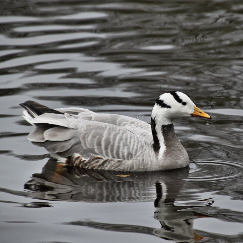 Vista de un Bar con Caballo imagenes de archivo