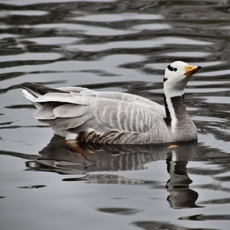 Vista de un Bar con Caballo imagen de archivo libre de regalías