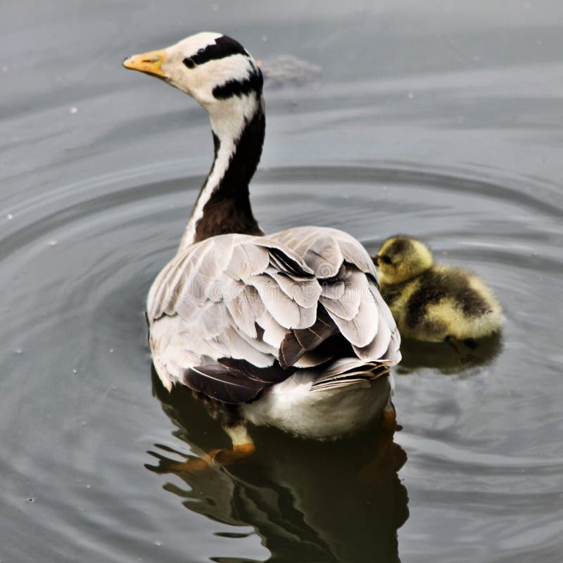 Vista de un Bar con Caballo fotos de archivo
