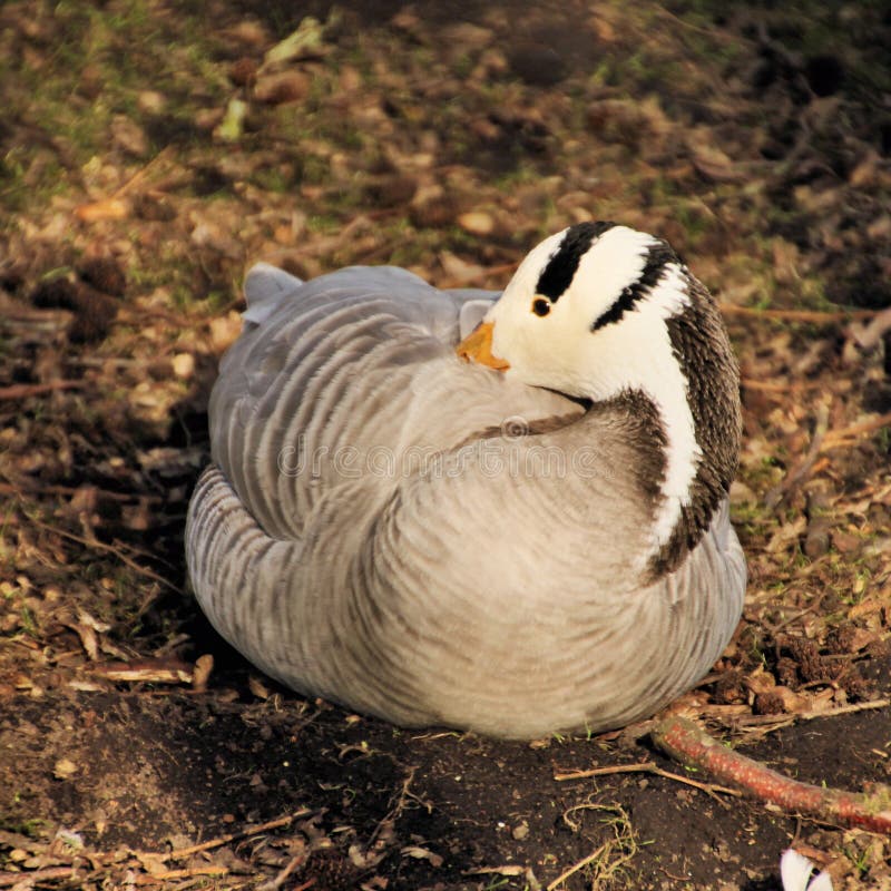Vista de un Bar con Caballo imagen de archivo