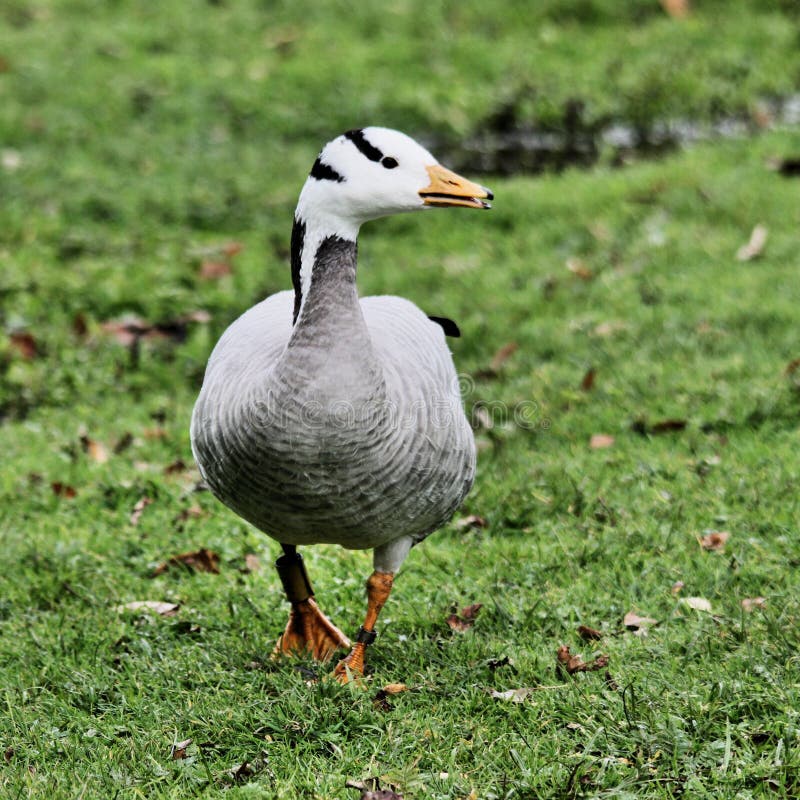 Vista de un Bar con Caballo foto de archivo libre de regalías