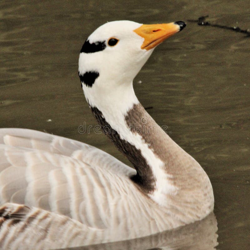 Vista de un Bar con Caballo fotos de archivo