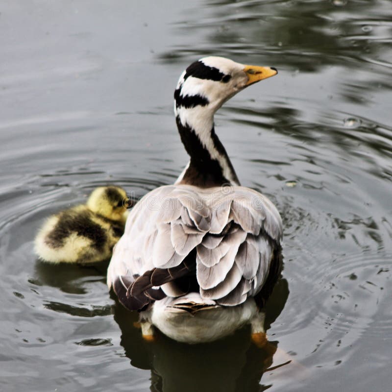 Vista de un Bar con Caballo imagenes de archivo