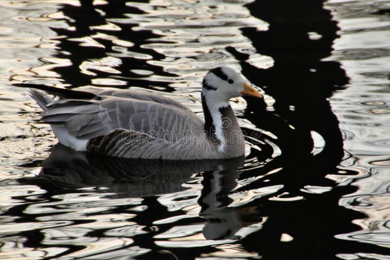 Vista de un Bar con Caballo imagen de archivo libre de regalías