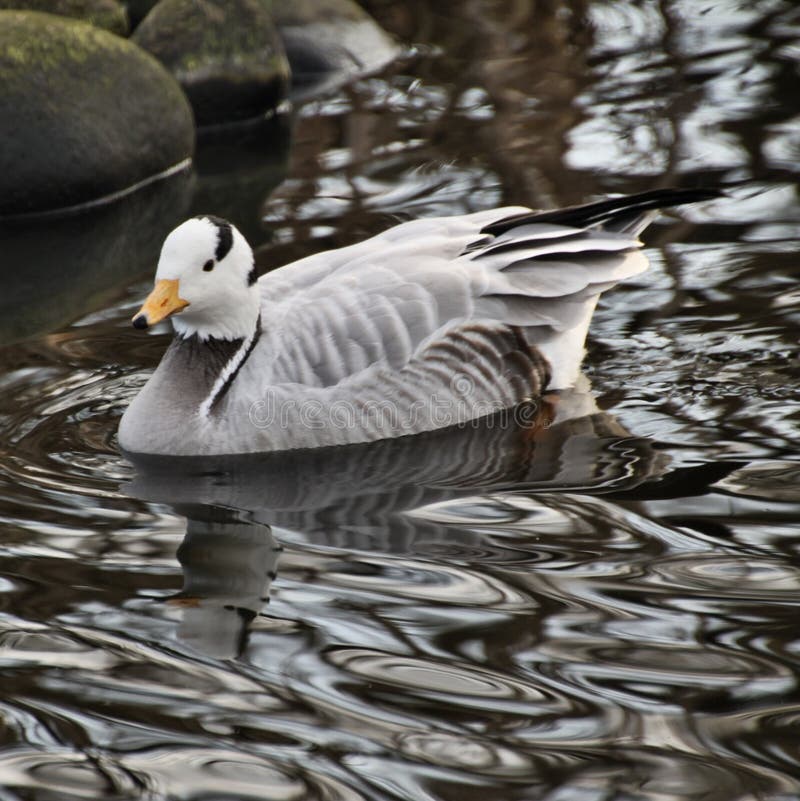 Vista de un Bar con Caballo imágenes de archivo libres de regalías