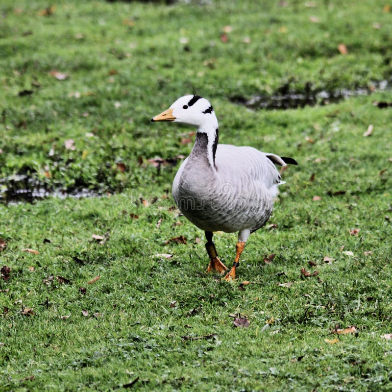 Vista de un Bar con Caballo imagen de archivo