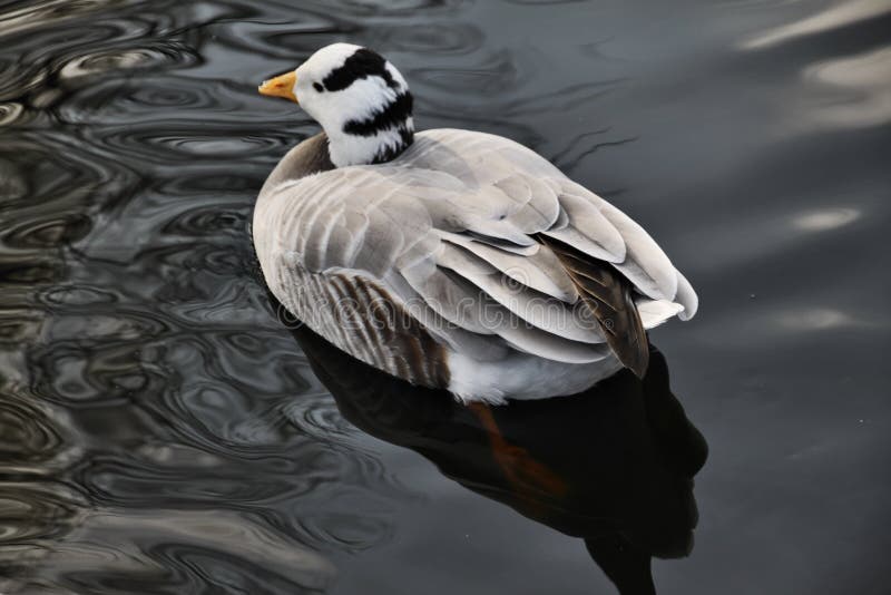 Vista de un Bar con Caballo fotografía de archivo