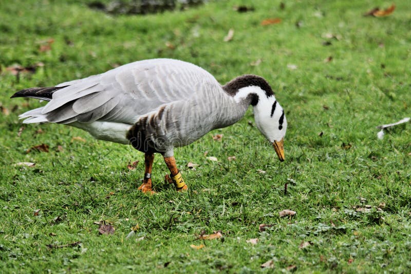 Vista de un Bar con Caballo imagen de archivo libre de regalías