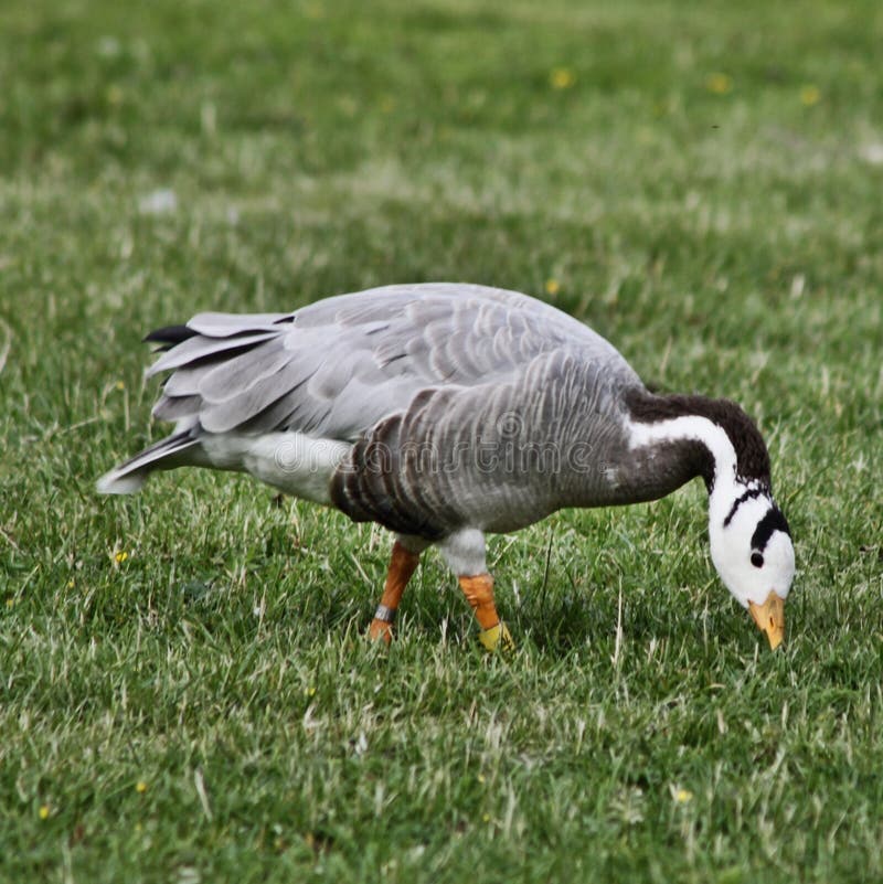 Vista de un Bar con Caballo fotografía de archivo libre de regalías
