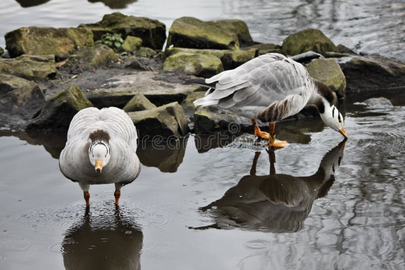 Vista de un Bar con Caballo foto de archivo