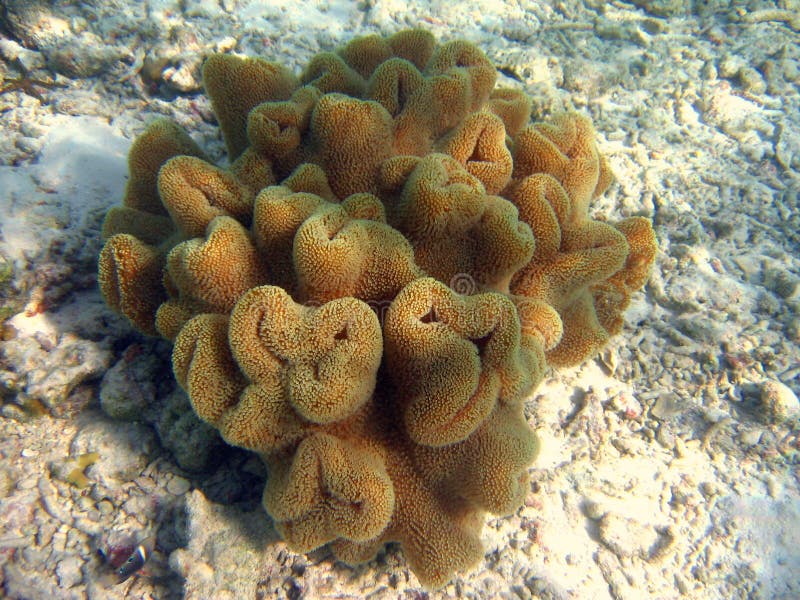 Vista de un coral imagen de archivo. Imagen de sumergido - 4680413