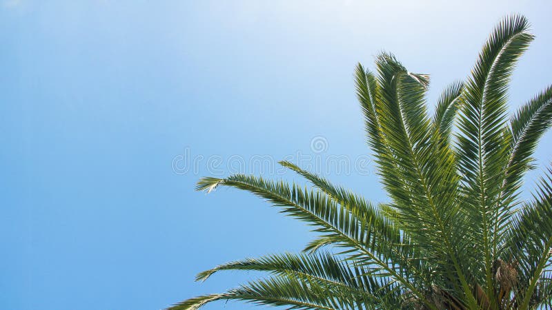 Vista del cielo azul con hojas de cocotero en la playa en los trópicos imagen de archivo libre de regalías