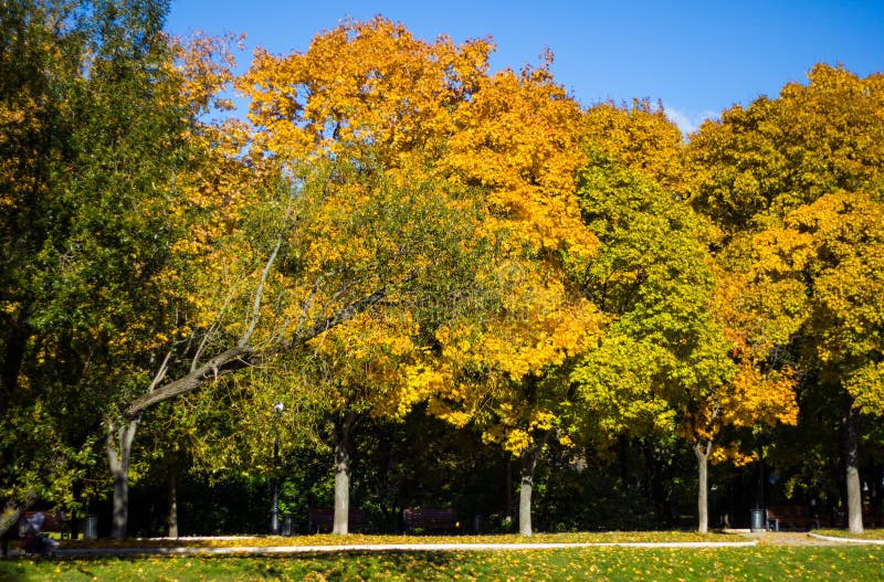 Vista del paesaggio di autunno del vicolo dorato con gli alberi variopinti negli stagni di Novodevichy del parco a Mosca Natura r immagini stock Vista del paesaggio di autunno del vicolo dorato con gli alberi variopinti negli stagni di Novodevichy del parco a Mosca Natura r immagini stock