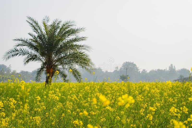 Vista del paesaggio del seme di ravizzone giallo di colore radunare i fiori sull'orizzonte del terreno boscoso Nadia, il Bengala immagini stock libere da diritti Vista del paesaggio del seme di ravizzone giallo di colore radunare i fiori sull'orizzonte del terreno boscoso Nadia, il Bengala immagini stock libere da diritti