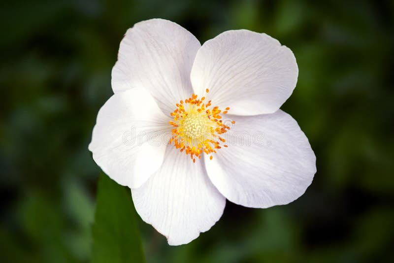 Vista del primo piano di bello fiore bianco di un hupehensis dell'anemone con il centro giallo su un fondo verde scuro vago immagini stock libere da diritti Vista del primo piano di bello fiore bianco di un hupehensis dell'anemone con il centro giallo su un fondo verde scuro vago immagini stock libere da diritti