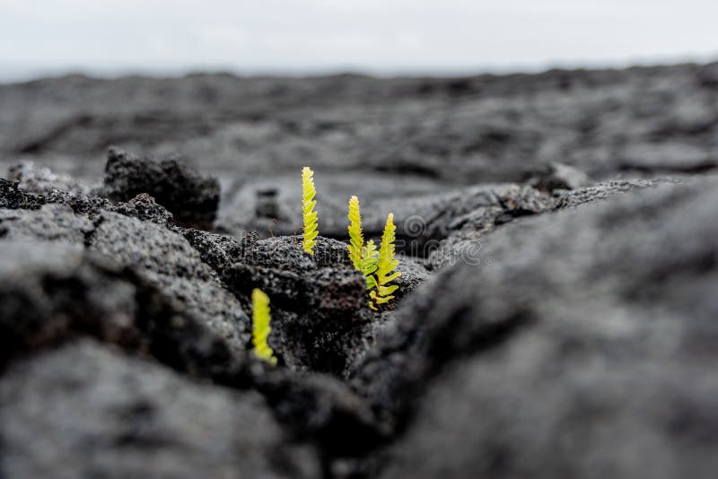 Vista del primo piano di stordimento dei tiri freschi della pianta che crescono da un campo recente di eruzione della lava di Kil fotografia stock Vista del primo piano di stordimento dei tiri freschi della pianta che crescono da un campo recente di eruzione della lava di Kil fotografia stock
