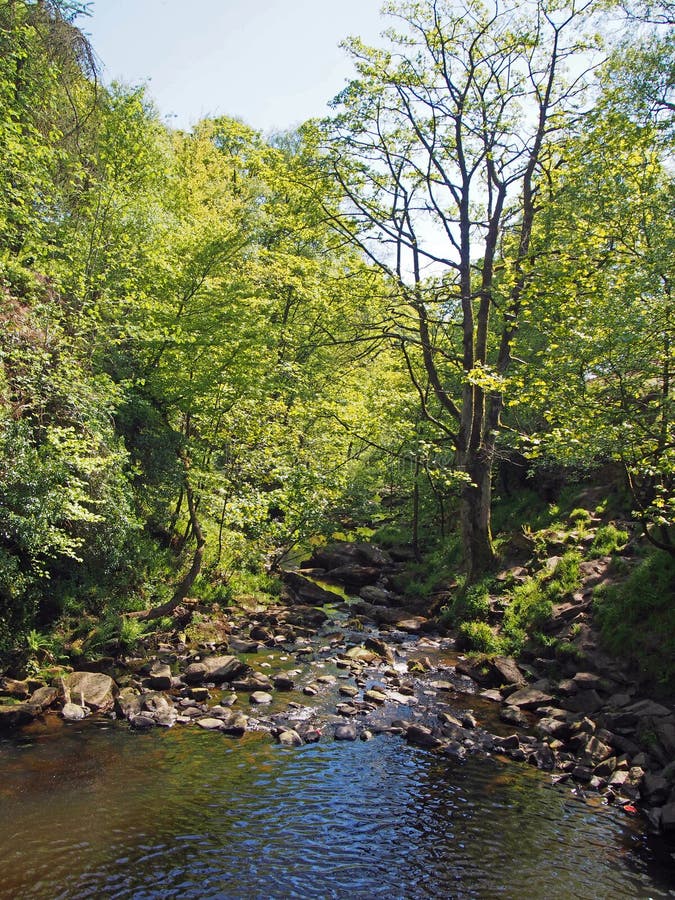 Vista del río y del valle en el agujero del lumb en arbolado en el decano del crimsworth cerca del pecket bien en el calderdale W imagen de archivo Vista del río y del valle en el agujero del lumb en arbolado en el decano del crimsworth cerca del pecket bien en el calderdale W imagen de archivo
