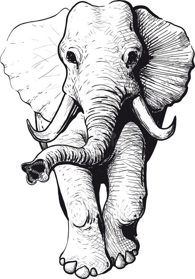 Vista delantera del elefante ilustración del vector Vista delantera del elefante ilustración del vector