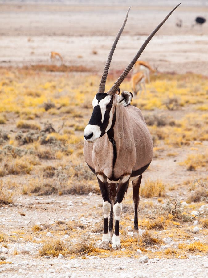 Vista delantera del gemsbok, gemsbuck, gazella del Oryx, antílope Natural al desierto de Kalahari, a la Namibia y al Botswana, de fotos de archivo libres de regalías Vista delantera del gemsbok, gemsbuck, gazella del Oryx, antílope Natural al desierto de Kalahari, a la Namibia y al Botswana, de fotos de archivo libres de regalías