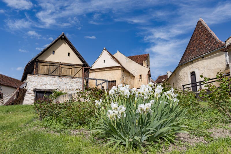 Vista della primavera del countryard interno della cittadella di Rasnov, nella contea di Brasov (Romania), con le iridi bianche d fotografia stock Vista della primavera del countryard interno della cittadella di Rasnov, nella contea di Brasov (Romania), con le iridi bianche d fotografia stock
