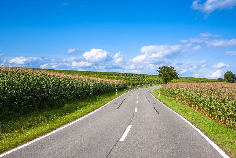 Vista della strada vuota con il campo di mais e gli alberi fotografie stock Vista della strada vuota con il campo di mais e gli alberi fotografie stock