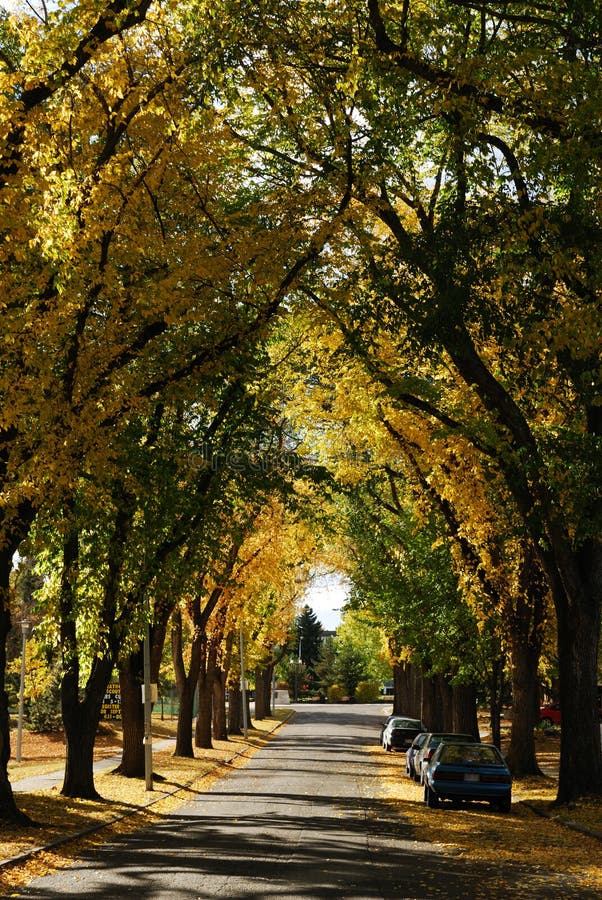 Vista della via di autunno a Edmonton fotografie stock libere da diritti Vista della via di autunno a Edmonton fotografie stock libere da diritti
