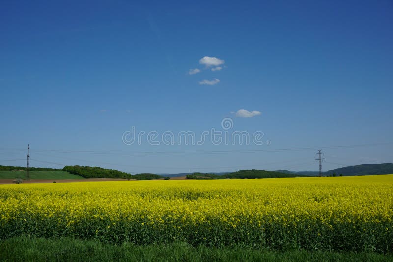 Vista di agricoltura del giacimento del seme di ravizzone, paesaggio della molla immagine stock libera da diritti Vista di agricoltura del giacimento del seme di ravizzone, paesaggio della molla immagine stock libera da diritti