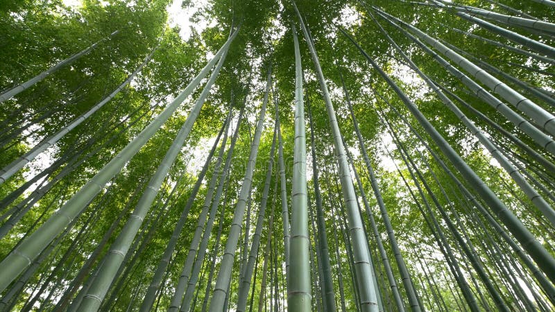 Vista di angolo basso della foresta di bambù, Arashiyama, Kyoto, Giappone