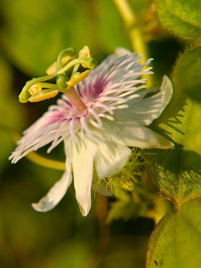 Vista di chiusura dalla parte del rambusa o del fiore di ermot noto con la denominazione latina passiflora foetida immagini stock libere da diritti