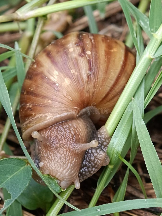 Vista di chiusura della lumaca è il nome comune dato ai membri della classe di molluschi Gastropoda stomachfooted. immagini stock libere da diritti