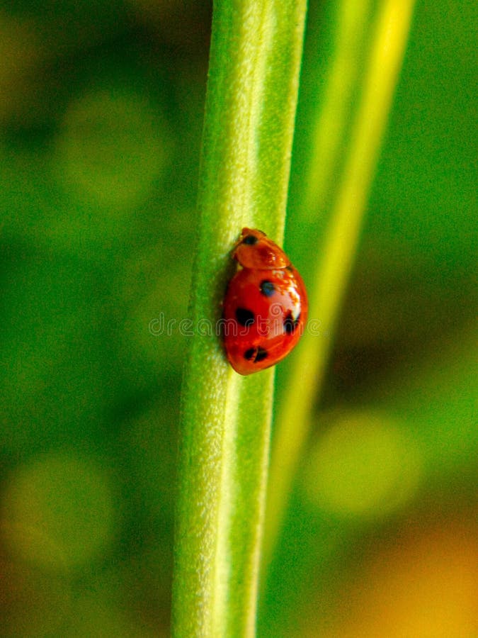 Vista di chiusura di una coccinelledae o di un coleottero di koksi noto con il nome scientifico coccinellidae fotografia stock libera da diritti