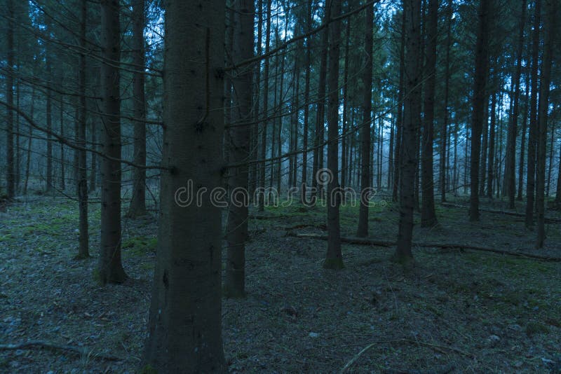 Vista di conifere di conifere a densità di luce mistica immagine stock