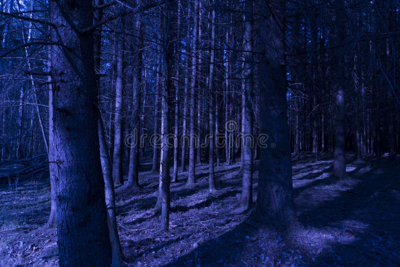 Vista di conifere di conifere a densità di luce mistica fotografia stock libera da diritti