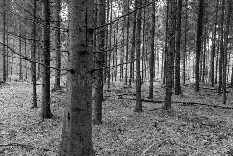 Vista di conifere di conifere a densità di luce mistica immagini stock libere da diritti
