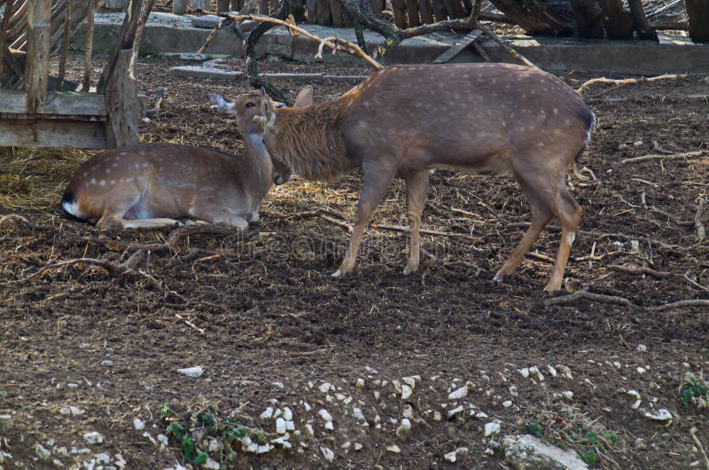 View of a yard with a pair of Dama dama animals meeting outdoors, but the hind repels the roebuck, Sofia, Bulgaria. View of a yard with a pair of Dama dama animals meeting outdoors, but the hind repels the roebuck, Sofia, Bulgaria