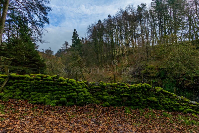 Vista di un muro di pietre umido lungo un sentiero di sentiero della foresta con foglie di morte in primo piano e alberi sullo sf fotografie stock Vista di un muro di pietre umido lungo un sentiero di sentiero della foresta con foglie di morte in primo piano e alberi sullo sf fotografie stock