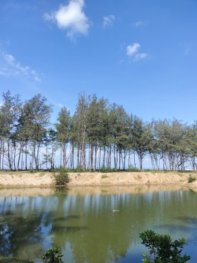 Vista di uno stagno accanto al quale ci sono una spiaggia e dei pini durante il giorno fotografie stock libere da diritti