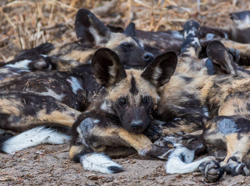 Vista do cão pintado africano dormindo imagens de stock royalty free