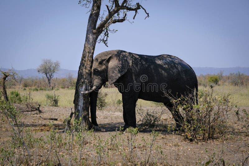 Vista do elefante a dormir e em pé foto de stock royalty free