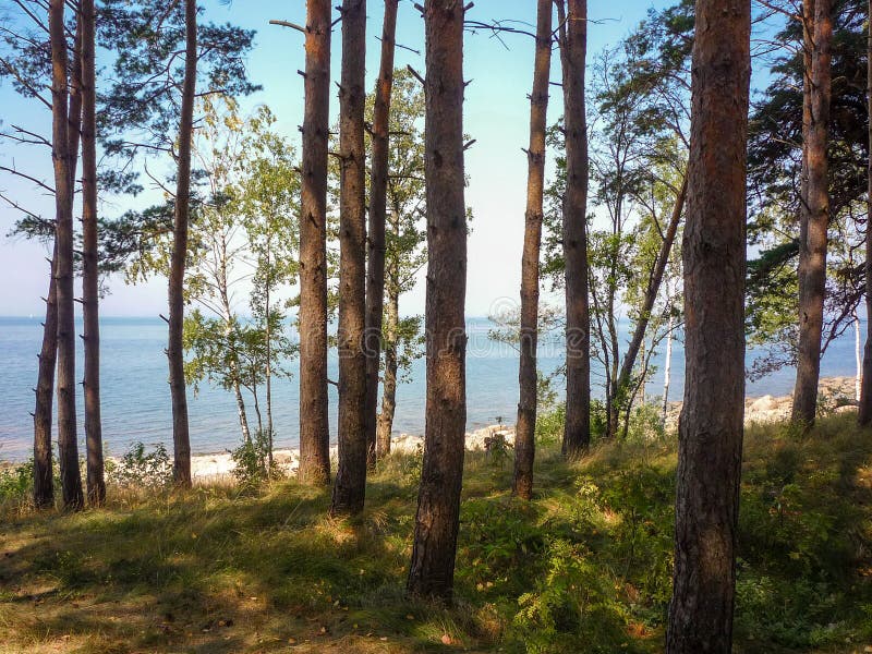 Vista do golfo de Riga através da floresta do pinho imagem de stock Vista do golfo de Riga através da floresta do pinho imagem de stock