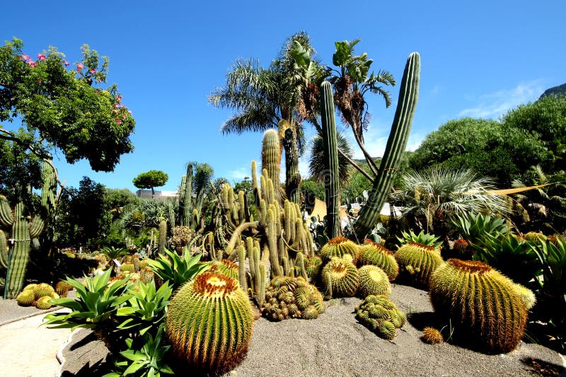 Vista do jardim do cacto da ilha pitoresca de ischia. imagens de stock