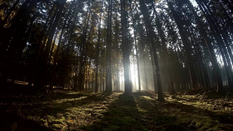 Vista escénica de los rayos del sol que emiten a través del bosque