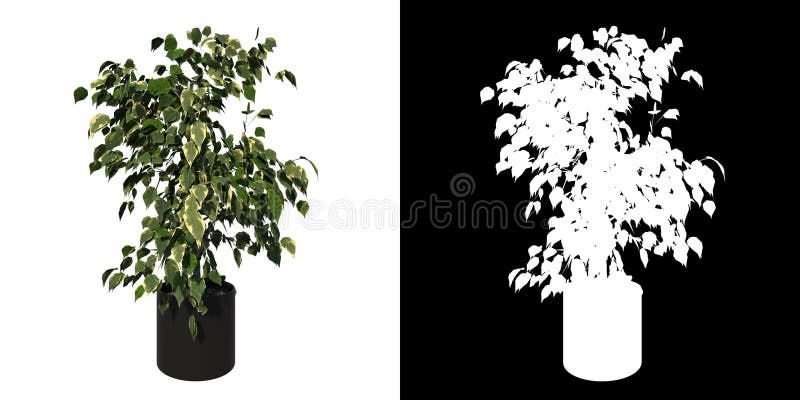 Vista Frontal De La Planta Flowerpot Con Ficus Benjamina 2 Fondo Blanco Del árbol 3d Representación Ilustracion 3d Stock de ilustración - Ilustración de aislado, hierba: 230314036 Vista Frontal De La Planta Flowerpot Con Ficus Benjamina 2 Fondo Blanco Del árbol 3d Representación Ilustracion 3d Stock de ilustración - Ilustración de aislado, hierba: 230314036