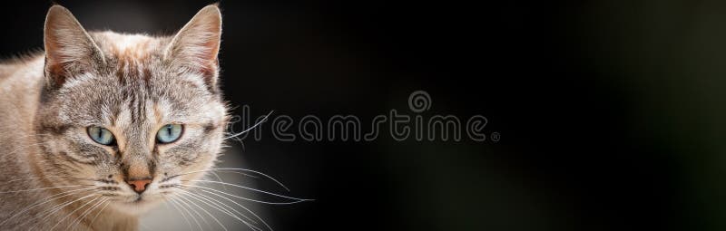 Front view of cat looking to the camera with text space over black background. Front view of cat looking to the camera with text space over black background