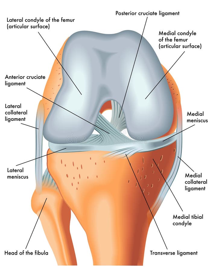 Vista frontale del ginocchio destro nella flessione