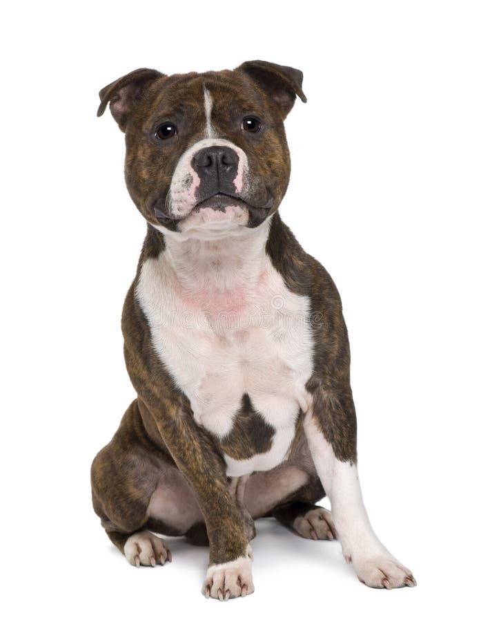 Staffordshire bull terrier sitting in front of white background. Staffordshire bull terrier sitting in front of white background