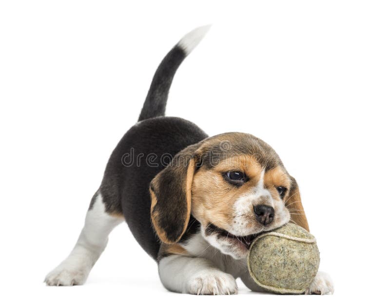 Vista frontale di un cucciolo del cane da lepre che gioca con una pallina da tennis fotografie stock Vista frontale di un cucciolo del cane da lepre che gioca con una pallina da tennis fotografie stock