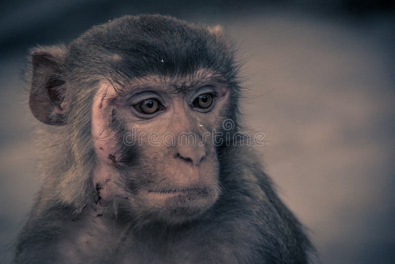 19,594 Fotos de Stock de Macaco Branco Da Cara - Fotos de Stock