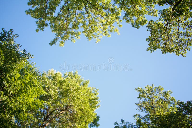 Vista inferior de los árboles verdes superiores en los haces del cielo azul y del sol del bosque que brillan a través de las hoja fotos de archivo Vista inferior de los árboles verdes superiores en los haces del cielo azul y del sol del bosque que brillan a través de las hoja fotos de archivo