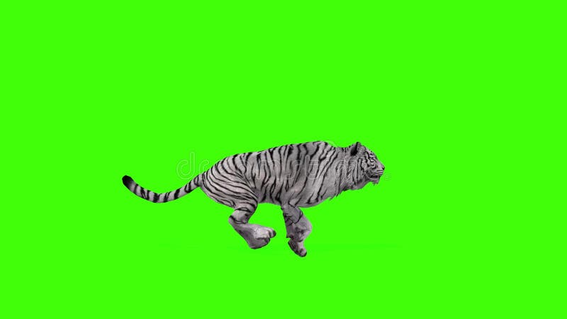 Tigre Branco Grandes Roar Animais Verde Frontal Tela 3d